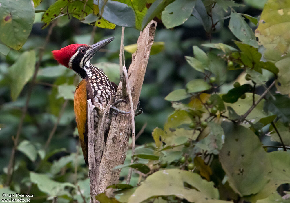 Greater Flameback