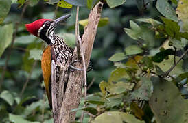 Greater Flameback