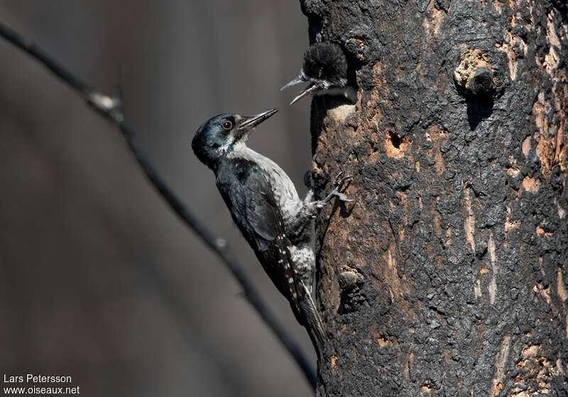 Black-backed Woodpecker, Reproduction-nesting