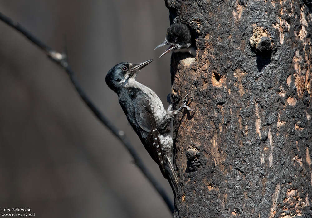 Black-backed Woodpecker, Reproduction-nesting