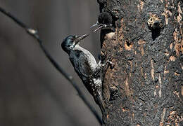 Black-backed Woodpecker