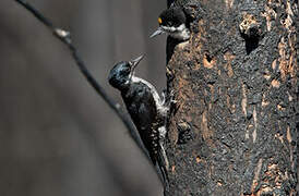 Black-backed Woodpecker