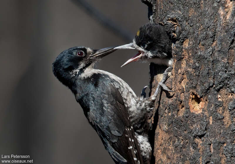Black-backed Woodpecker, Reproduction-nesting