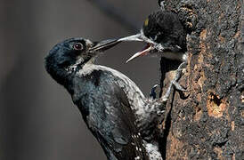 Black-backed Woodpecker