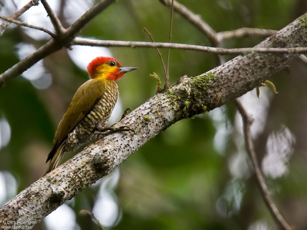 Yellow-throated Woodpecker