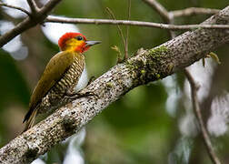 Yellow-throated Woodpecker