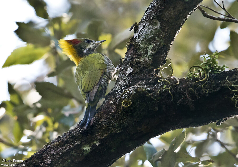 Pic à huppe jaune