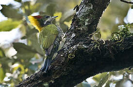 Lesser Yellownape