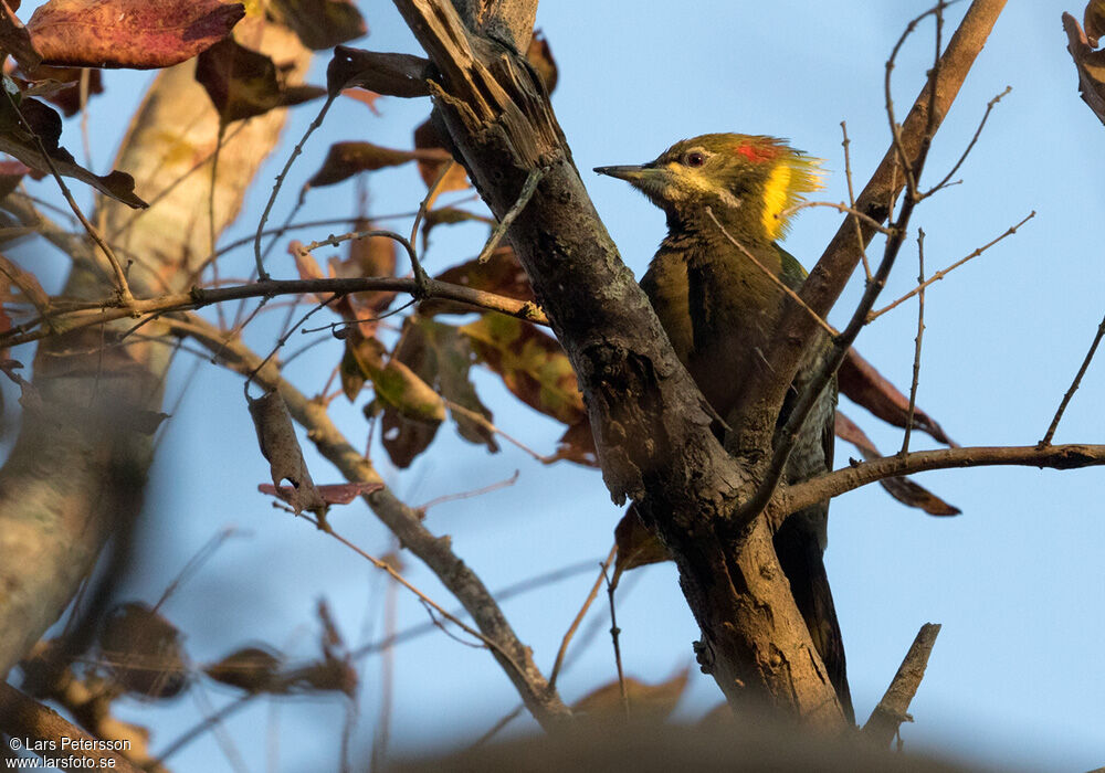 Lesser Yellownape