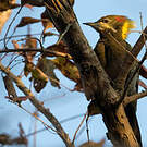 Pic à huppe jaune