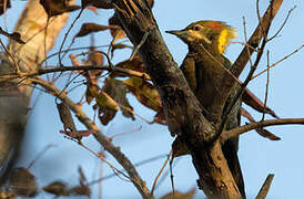 Lesser Yellownape