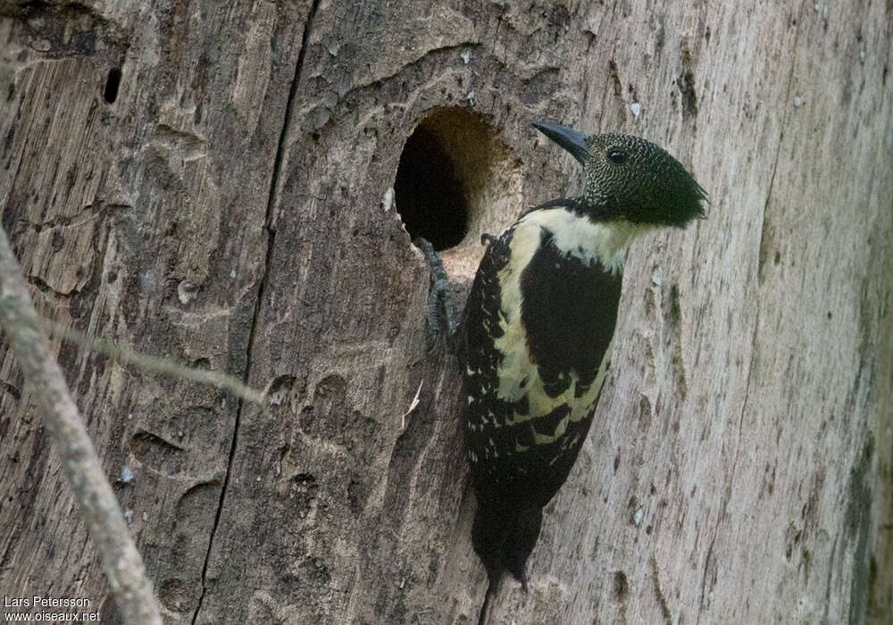 Black-and-buff Woodpeckeradult, identification