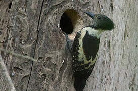 Black-and-buff Woodpecker