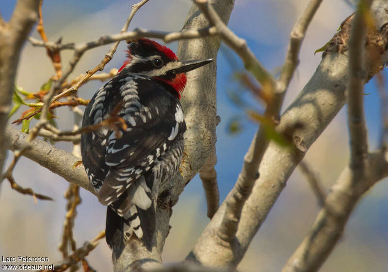 Red-naped Sapsucker male adult, pigmentation
