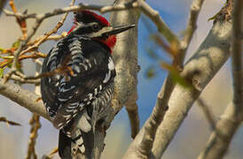 Red-naped Sapsucker