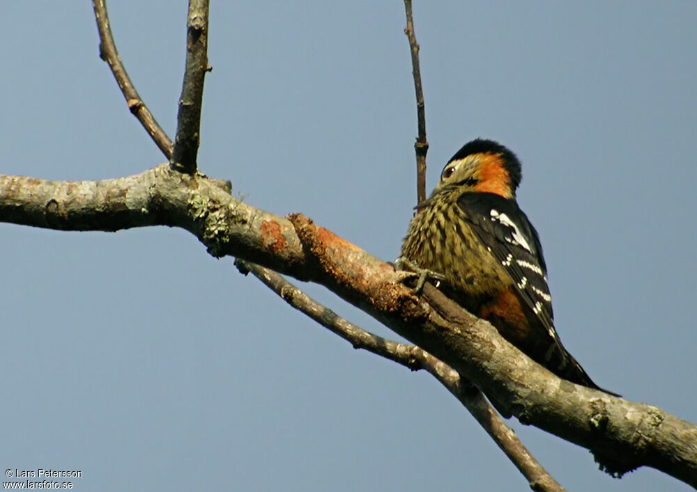 Crimson-breasted Woodpecker