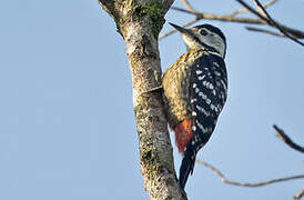 Stripe-breasted Woodpecker