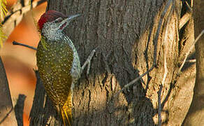 Golden-tailed Woodpecker