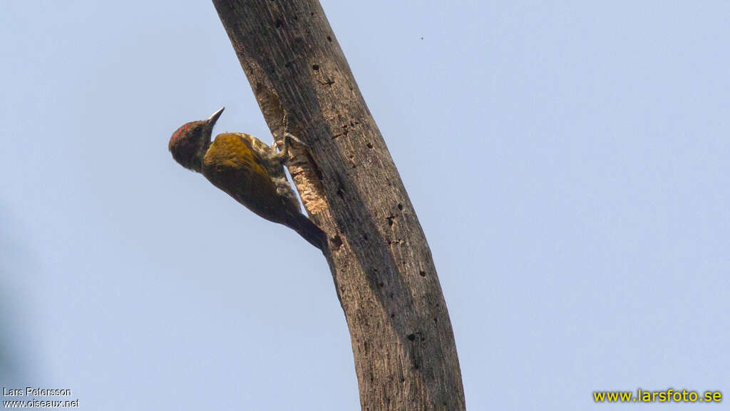 Melancholy Woodpecker