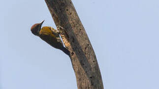 Melancholy Woodpecker