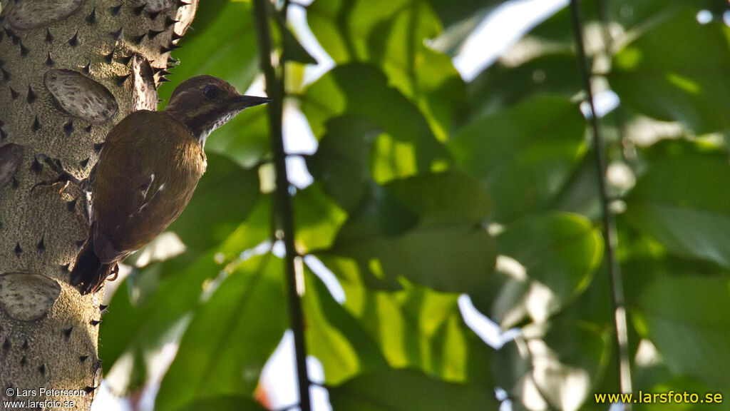 Melancholy Woodpecker