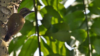 Melancholy Woodpecker