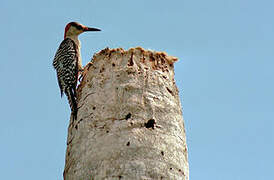 West Indian Woodpecker