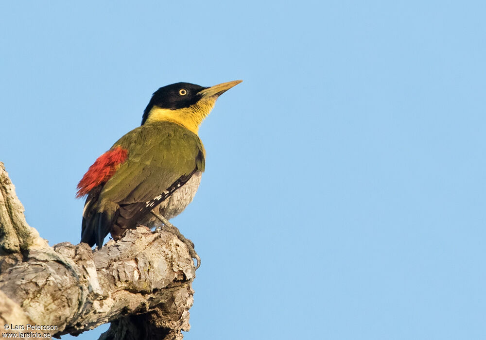 Black-headed Woodpecker