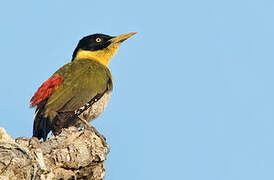 Black-headed Woodpecker