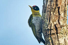 Black-headed Woodpecker