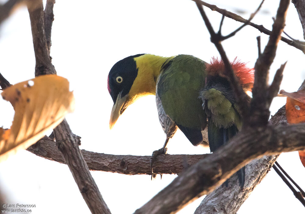 Black-headed Woodpecker