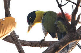 Black-headed Woodpecker