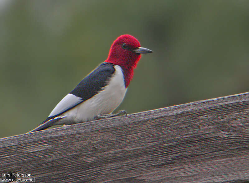 Pic à tête rougeadulte, identification