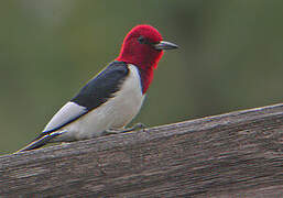 Red-headed Woodpecker