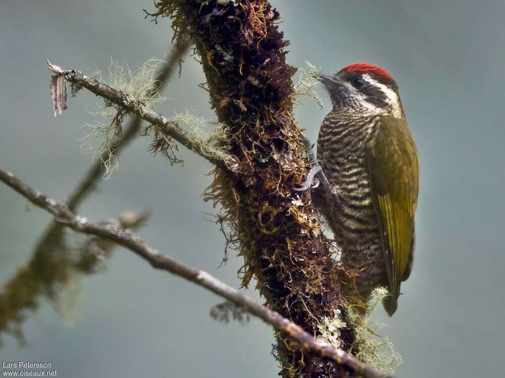 Bar-bellied Woodpecker male adult, identification