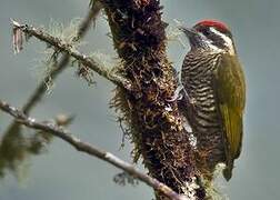 Bar-bellied Woodpecker