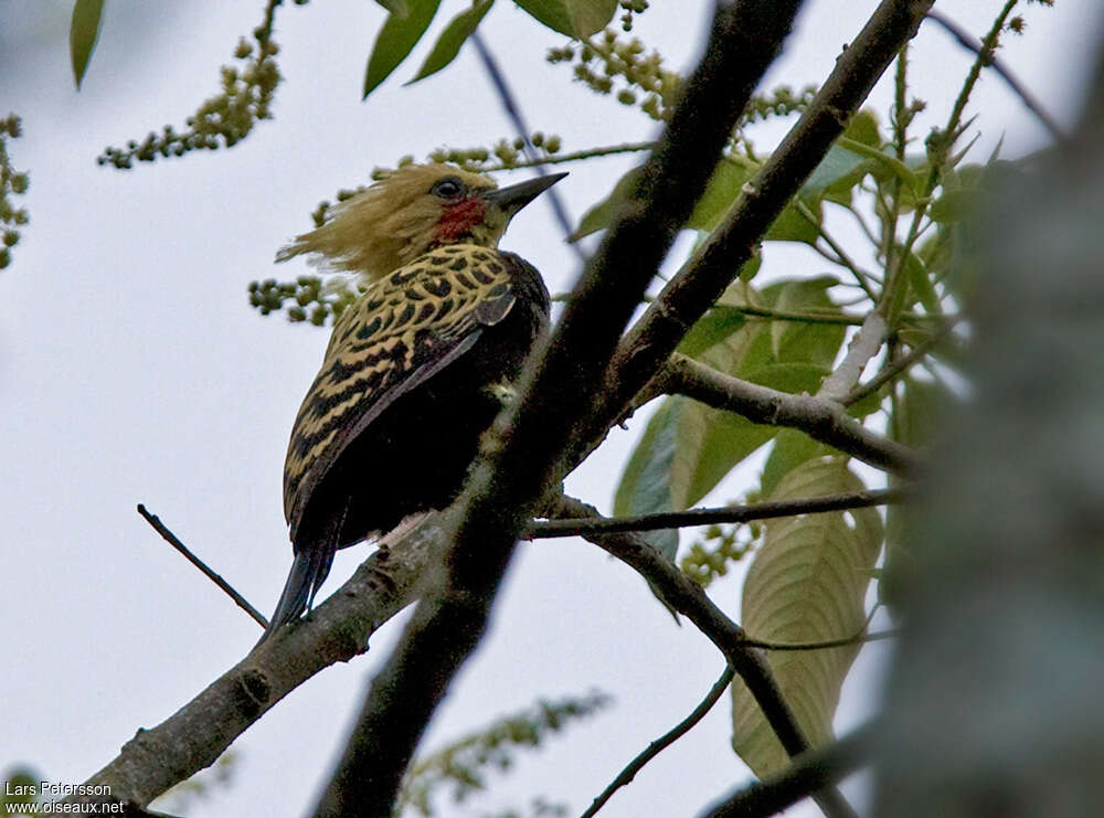 Ochre-backed Woodpecker, habitat, pigmentation