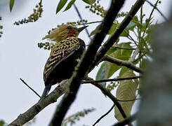 Ochre-backed Woodpecker