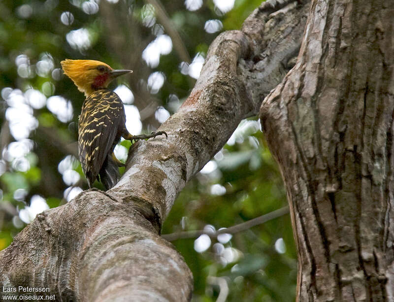 Ochre-backed Woodpeckeradult, habitat, pigmentation
