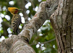 Ochre-backed Woodpecker