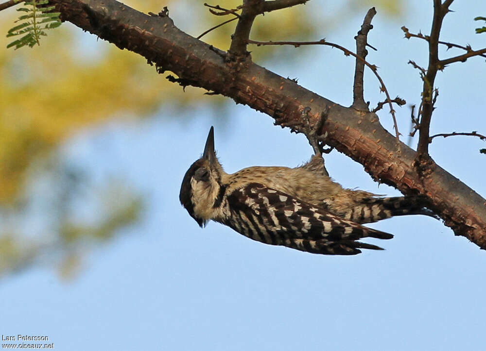 Pic à ventre tireté femelle adulte, identification