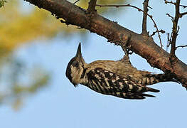 Freckle-breasted Woodpecker