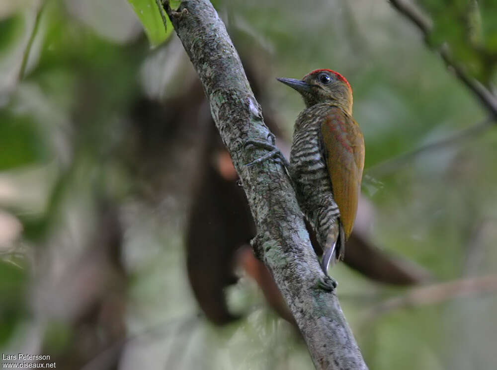 Red-stained Woodpecker