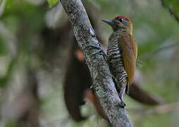 Red-stained Woodpecker