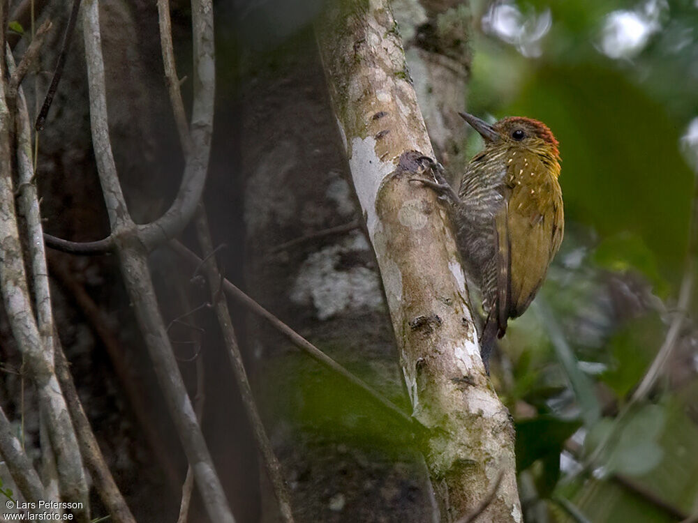 Red-stained Woodpecker