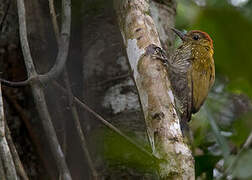 Red-stained Woodpecker