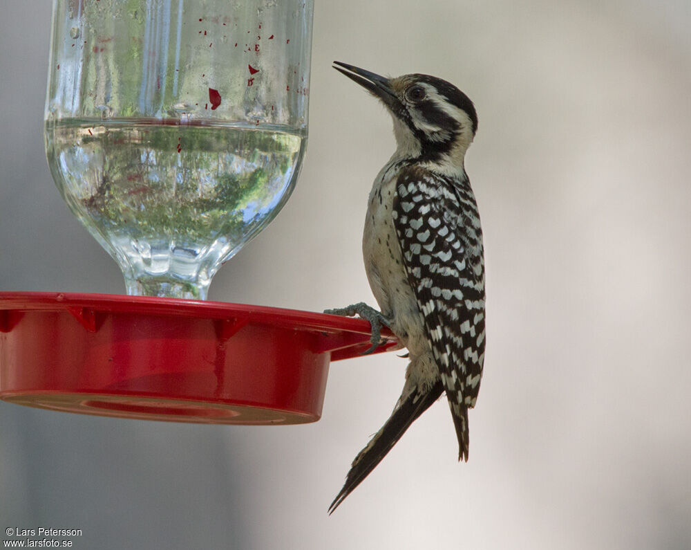 Ladder-backed Woodpecker