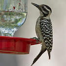 Pic arlequin
