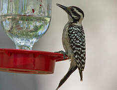 Ladder-backed Woodpecker