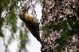 Japanese Green Woodpecker